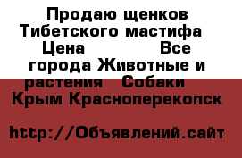 Продаю щенков Тибетского мастифа › Цена ­ 45 000 - Все города Животные и растения » Собаки   . Крым,Красноперекопск